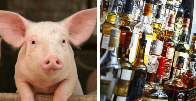 Zopár zaujímavosti ku káve, ktoré ti zaručene rozšíria obzory #654: ktorá časť vášho tela je špinavšia ako sedadlo na toalete a niečo o ošípaných
