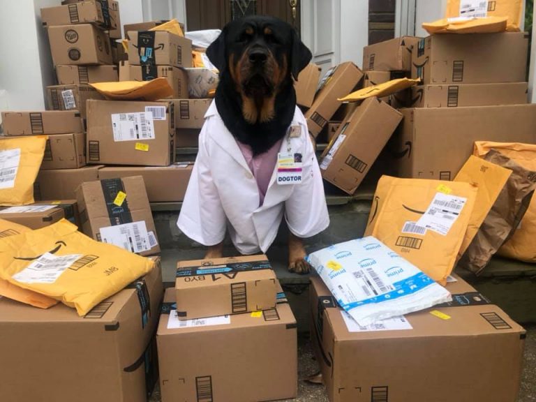 Terapeutický „dogtor“ pomáha zbierať ochranné pomôcky pre zdravotnícky personál a následne ich roznášať