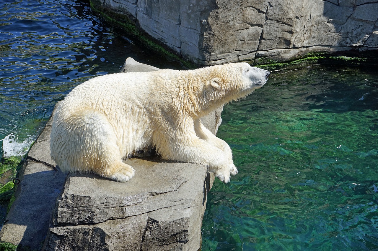 polar bear fotografia