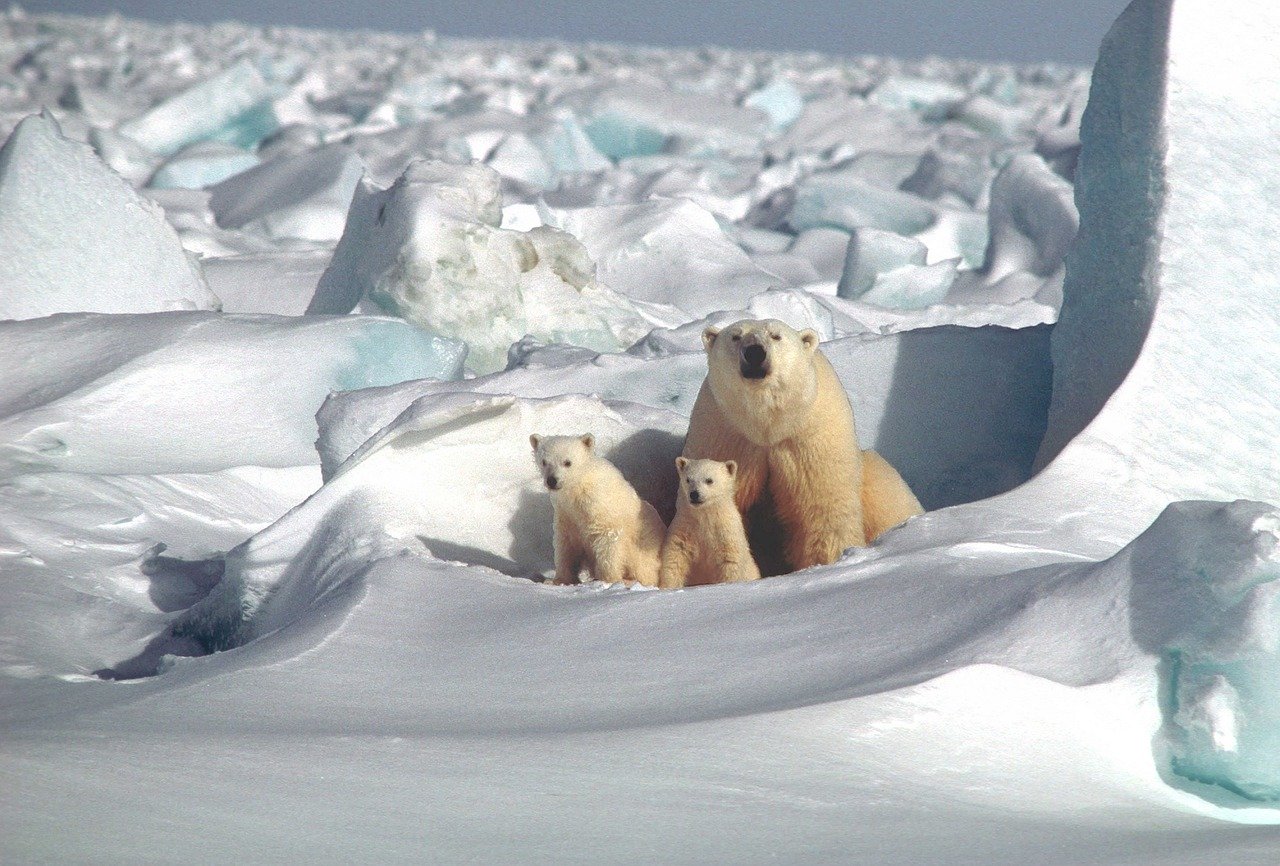 Photo by skeeze polar bear fotografia