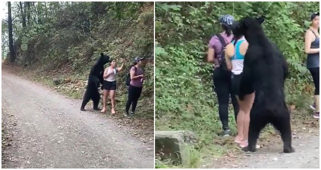 Medveďovi čiernemu sa zvlášť zapáčila turistka, ku ktorej sa postavil na zadné a jej reakcia vás dostane (+Video)