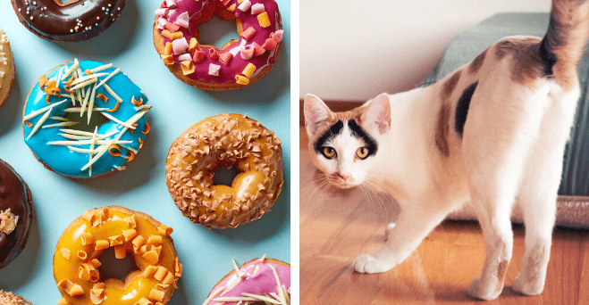 Zopár zaujímavosti ku káve, ktoré ti zaručene rozšíria obzory #758: koľko percent Američanov vie jazdiť na aute s manuálnou prevodovkou a niečo o mačkách