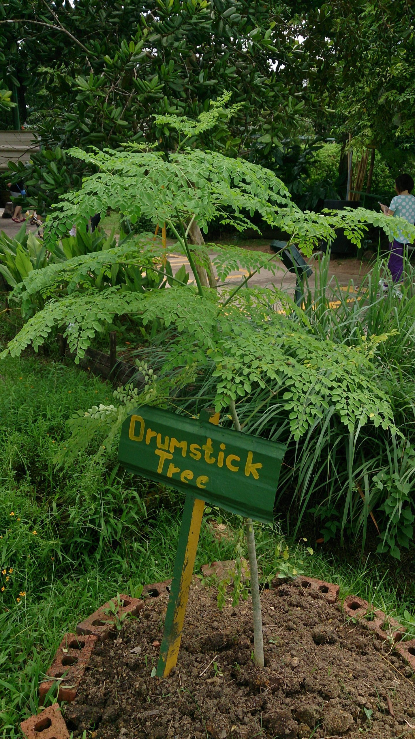 Moringa pestovanie