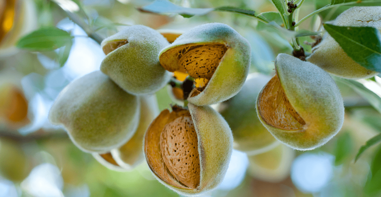 Pestovanie mandlí