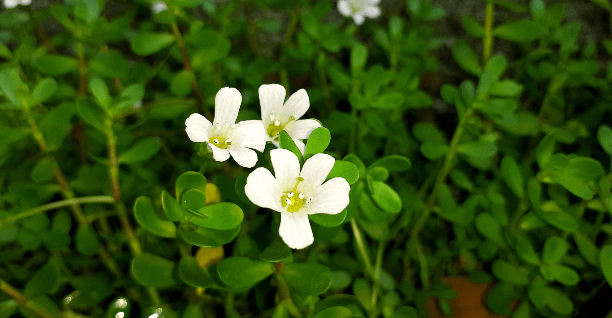 brahmi