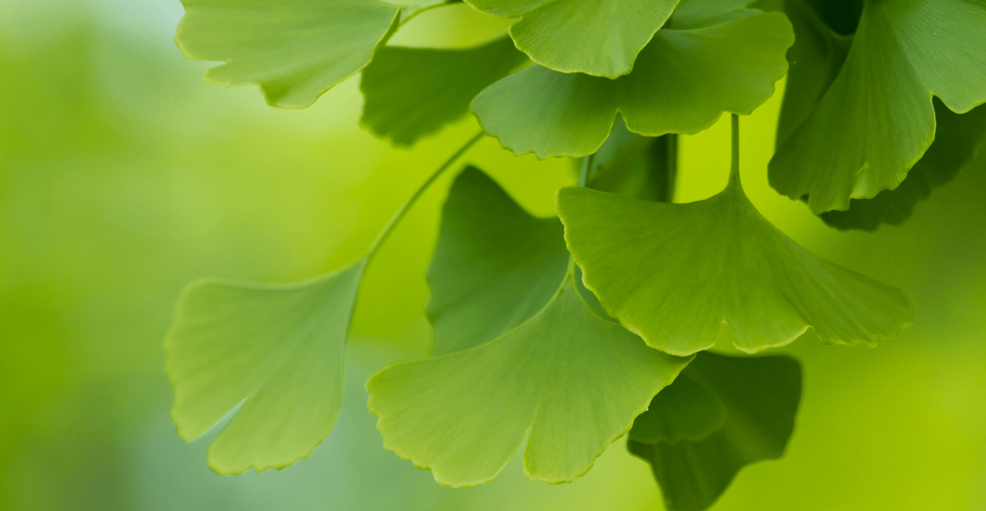 Ginko biloba