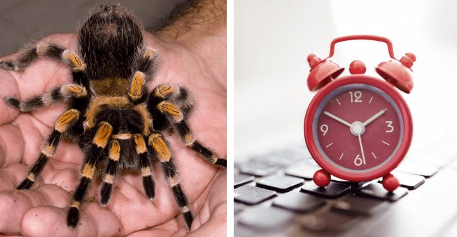 Zopár zaujímavosti ku káve, ktoré ti zaručene rozšíria obzory #1147: ako dlho dokážu tarantuly prežiť bez jedla a niečo o sarkazme