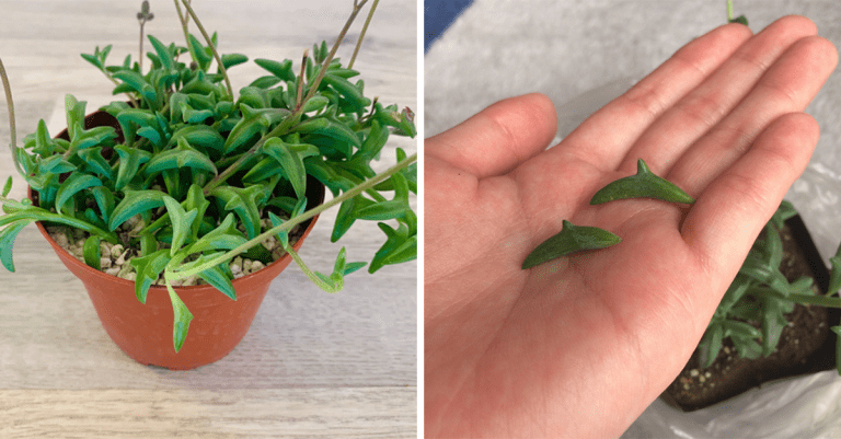 Rastlina, ktorá vyzerá, akoby na nej rástli malé delfíny? Toto je Senecio peregrinus