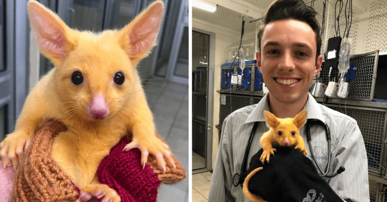 Pikachu je skutočný! Austrálska veterinárna klinika zachránila vzácnu zlatú vačicu