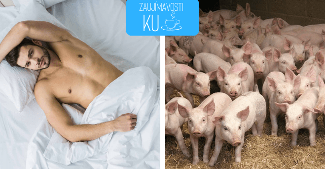 Zopár zaujímavosti ku káve, ktoré ti zaručene rozšíria obzory #1220: ako často mení priemerný slobodný muž svoje obliečky a niečo o kravách