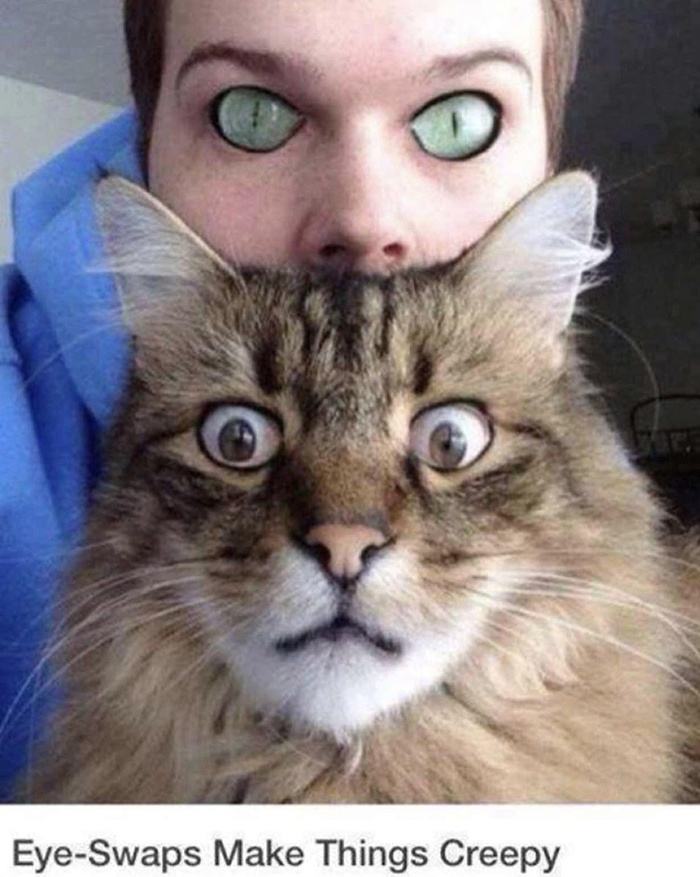 cat and owner eye swap
