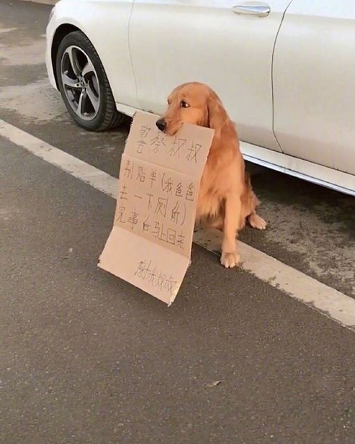 pet dog with note to police