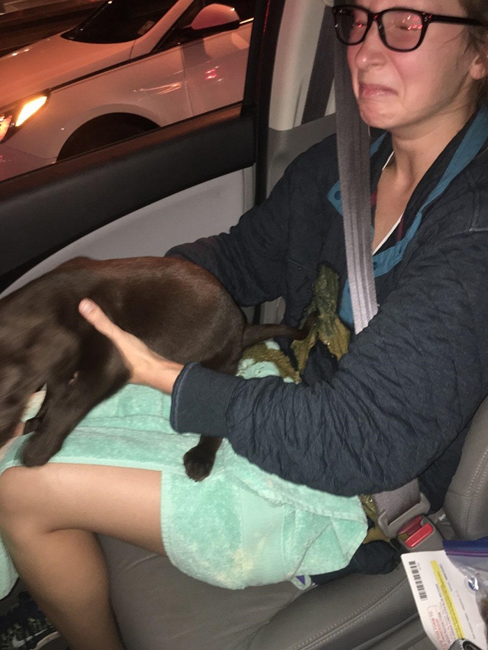 puppy explosive diarrhea on owners wife