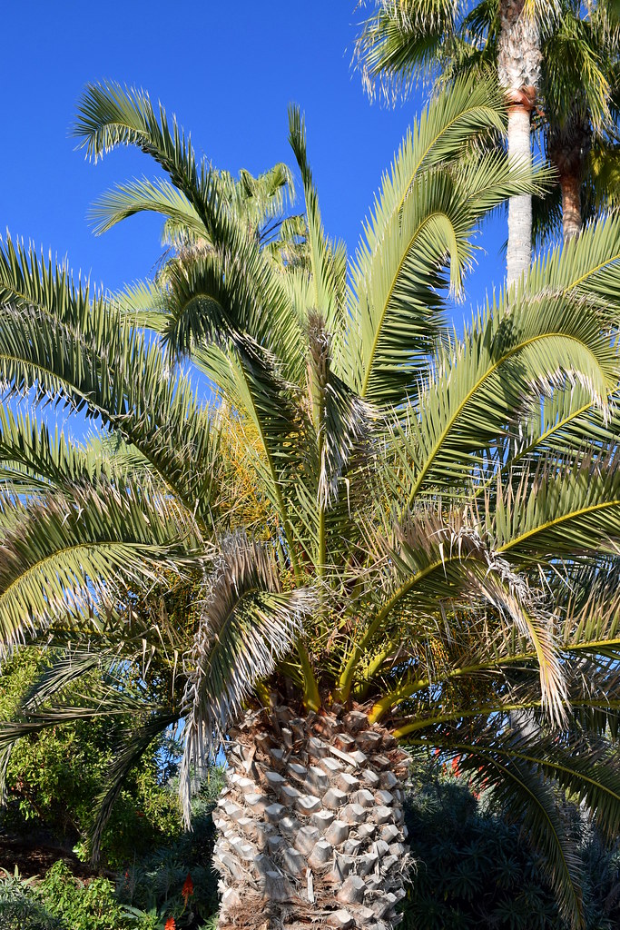 palms photo