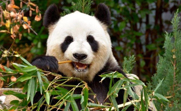 2a panda eating bamboo 986308846