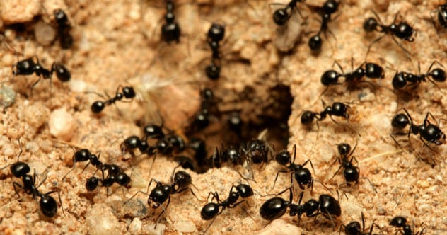 8a black ants 147285771