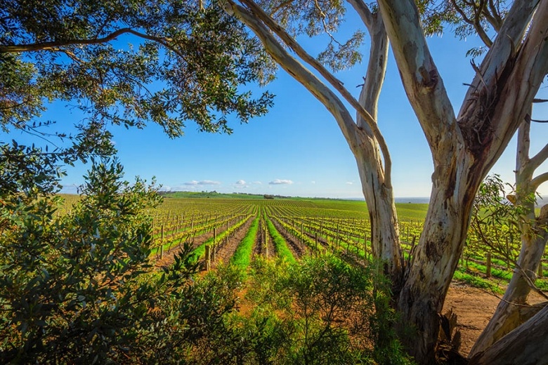 900x600 australia adelaide vineyard views trees 0