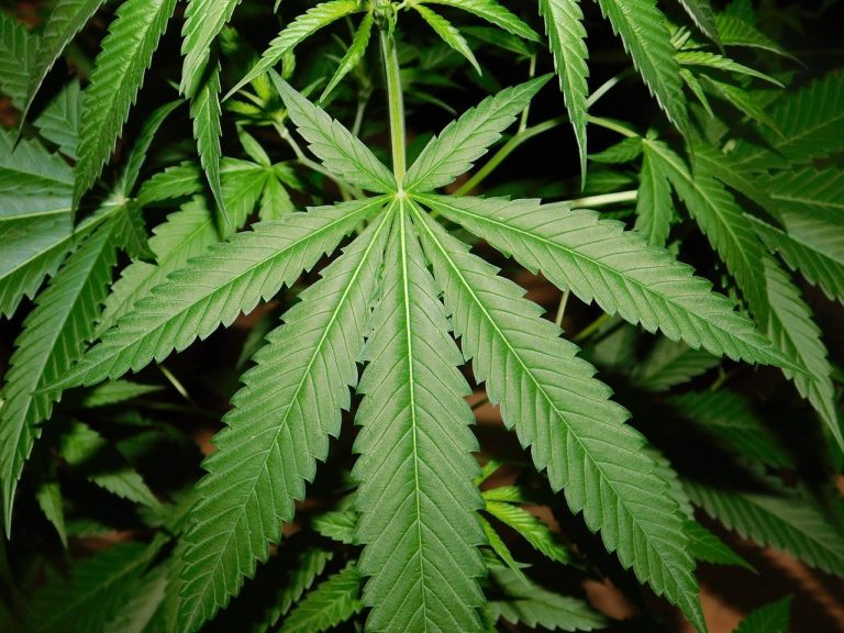 Nemecko zvažuje legalizáciu marihuany. Jej povolenie by bolo prospešné pre ekonomiku krajiny