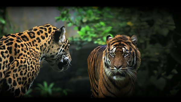 sumatran tiger 6581641 340