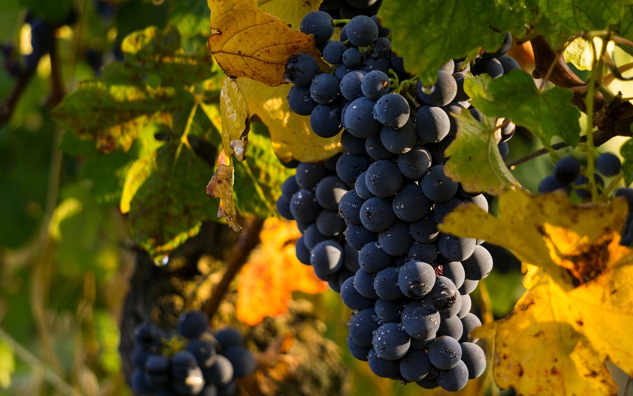 Photo by Mazzu1971 grape photo