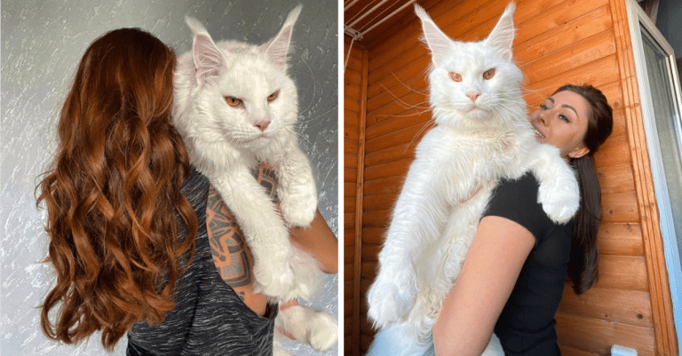 Toto je Kefir – obrovský kocúr, ktorý svojím vzhľadom pripomína bieleho leva