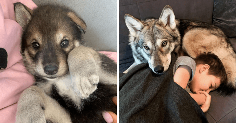 Adoptovala si zachránené vĺča a podarilo sa jej z neho vychovať poslušného a priateľského spoločníka