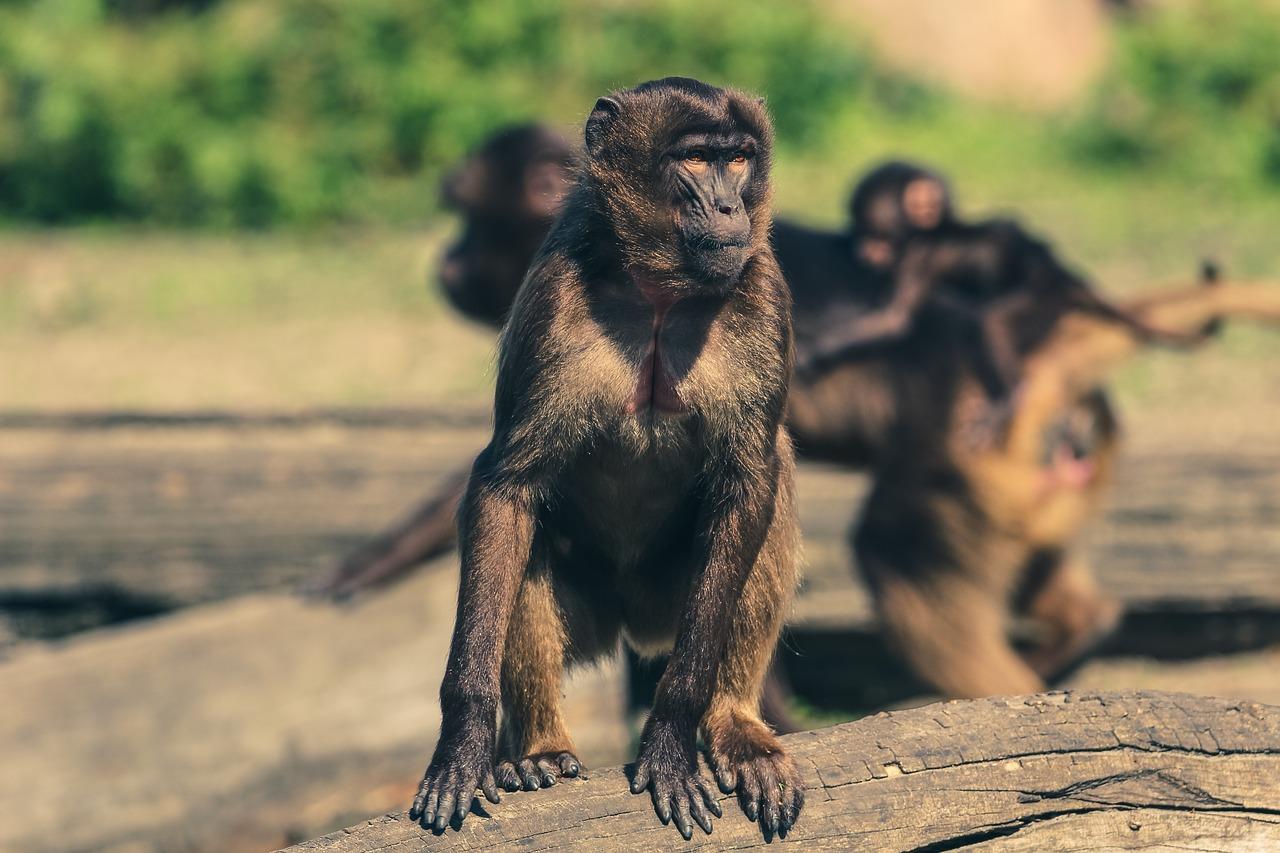 Photo by seth0s monkeys photo
