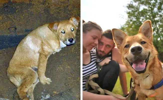 20 before after photos of dogs after adoption that show the true face of happiness 07.jpg