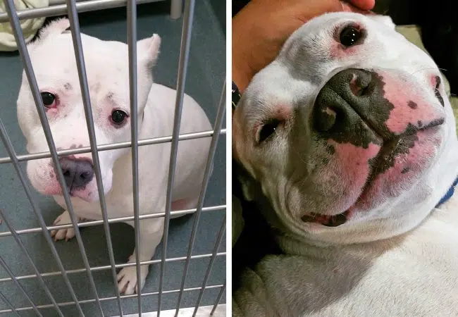 20 before after photos of dogs after adoption that show the true face of happiness 14.jpg