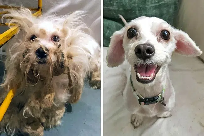 20 before after photos of dogs after adoption that show the true face of happiness 17.jpg