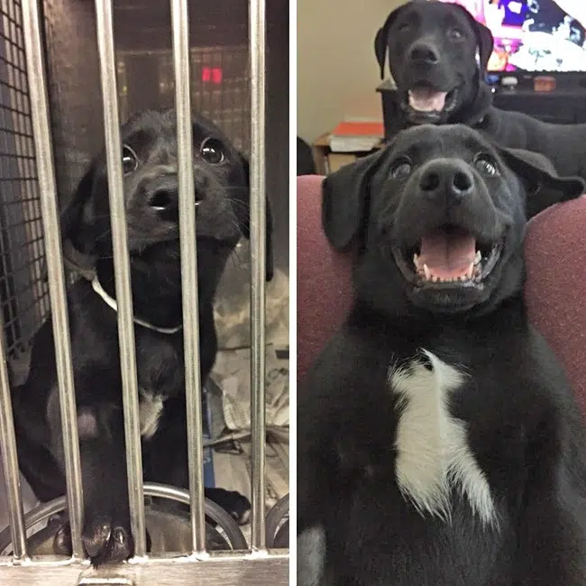 20 before after photos of dogs after adoption that show the true face of happiness 18.jpg
