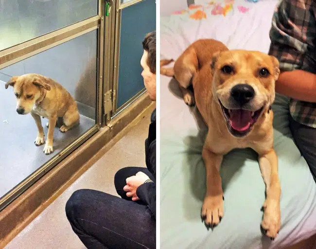 20 before after photos of dogs after adoption that show the true face of happiness 19.jpg
