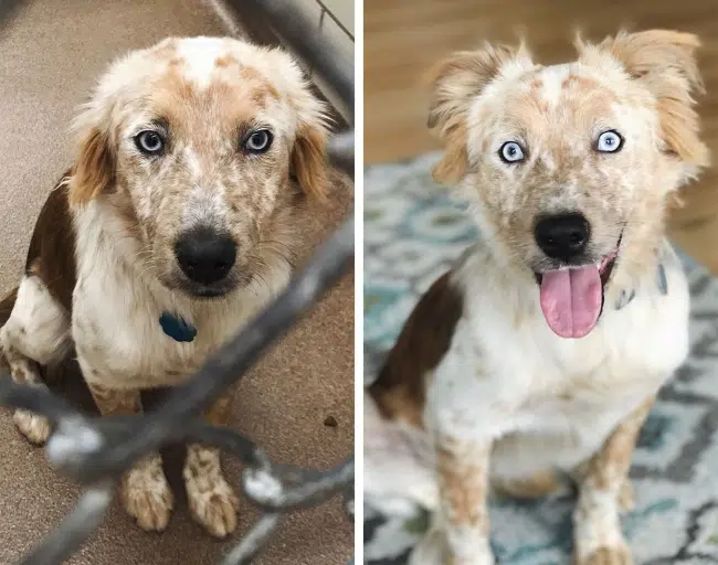 20 before after photos of dogs after adoption that show the true face of happiness 20.jpg