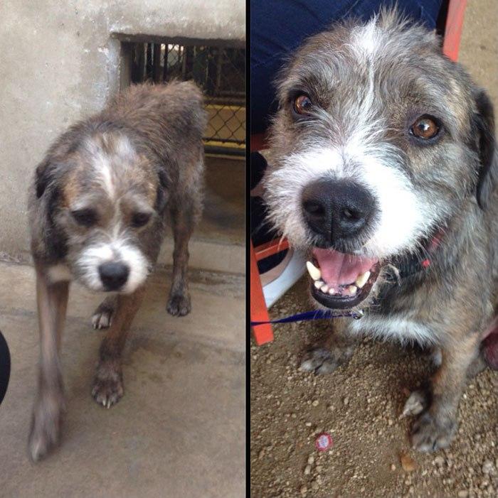 20 before after photos of dogs after adoption that show the true face of happiness 24