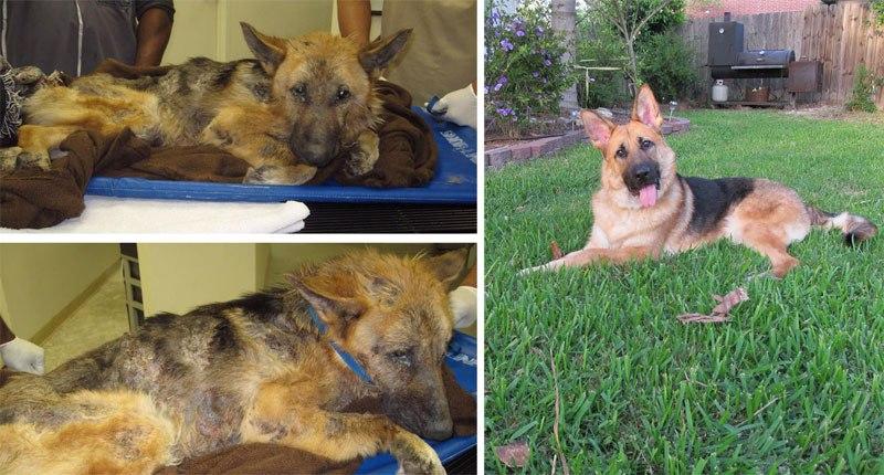 20 before after photos of dogs after adoption that show the true face of happiness 33