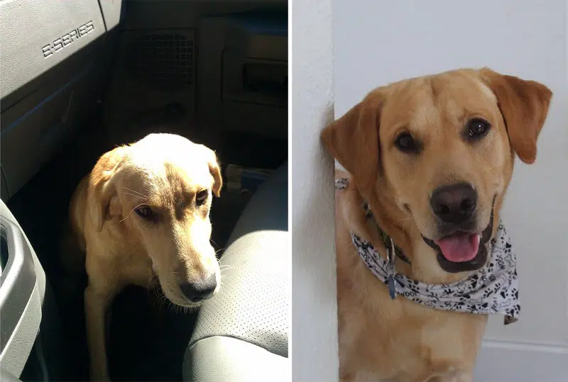 20 before after photos of dogs after adoption that show the true face of happiness 34.jpg