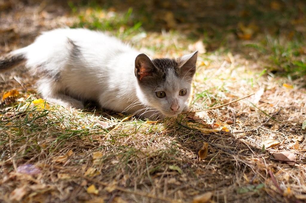 hunting cat photo