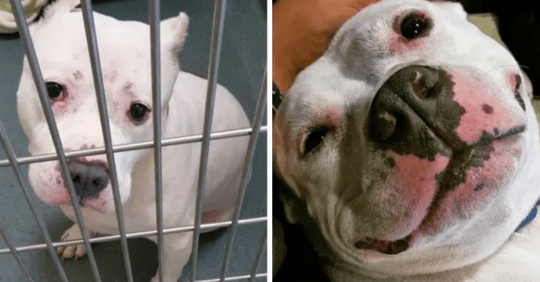 15 dojímavých fotografií pred a po adoptovaní psov z útulku