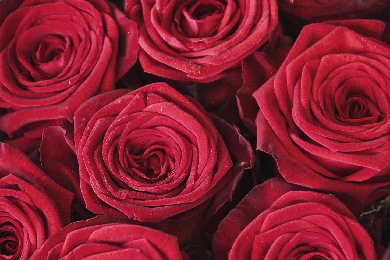 Photo by planet_fox red roses photo