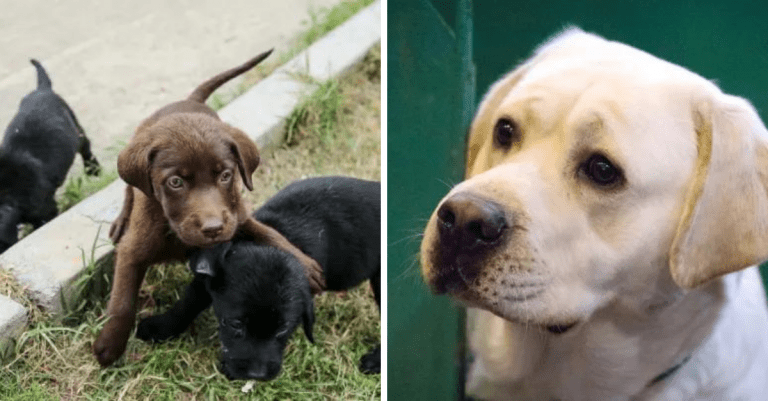 Labradorský retríver: 8 faktov o jednom z najobľúbenejších psích plemien