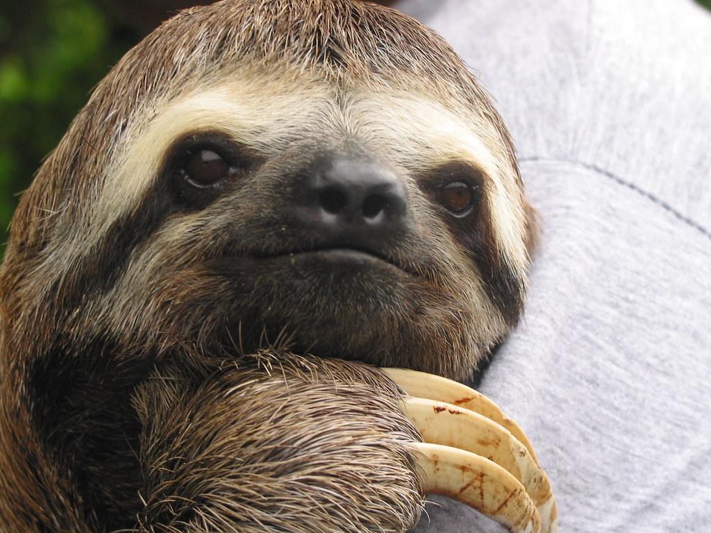 sloth photo
