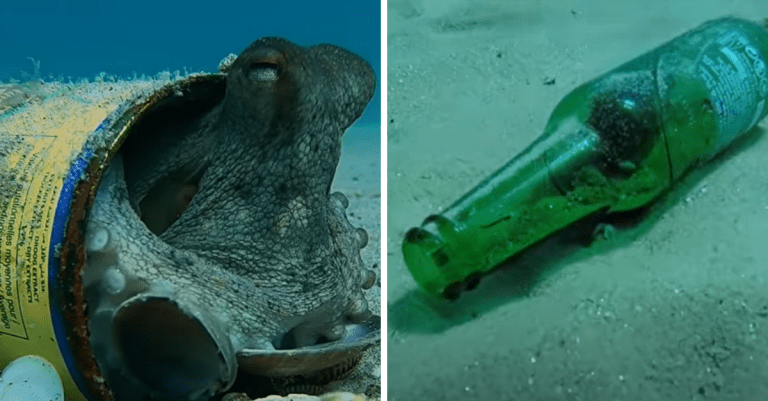 Chobotnice recyklujú odpadky v mori a využívajú ich ako úkryt pred predátormi
