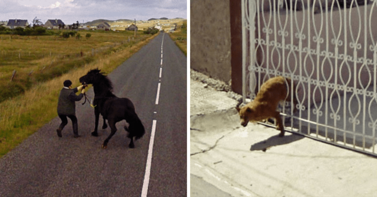 25 fotografií, ktoré náhodne zachytávajú zvieratá cez Google Street View