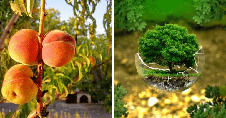 8 najrozšírenejších mýtov o geneticky modifikovaných organizmoch (GMO).