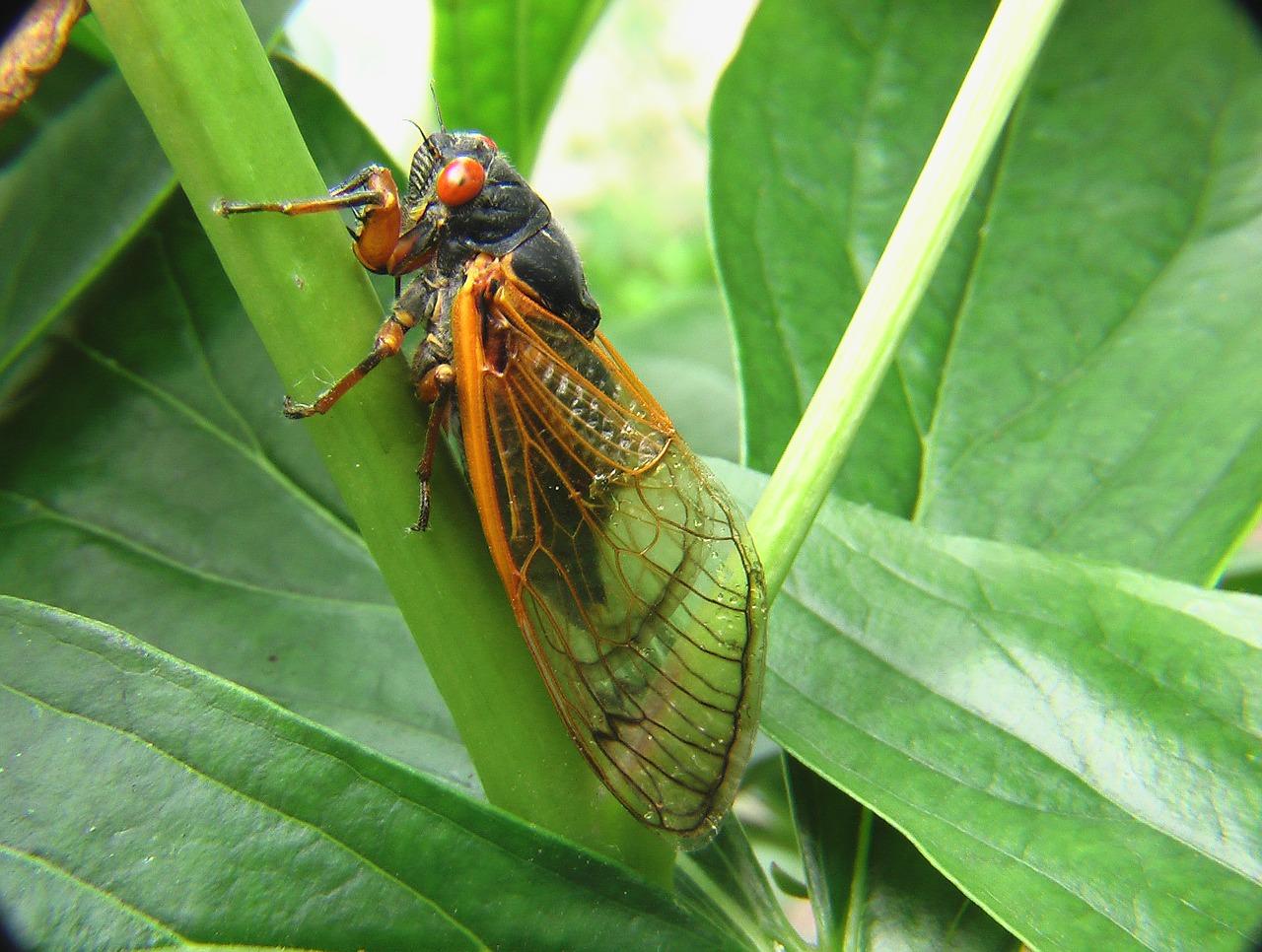 cicada photo