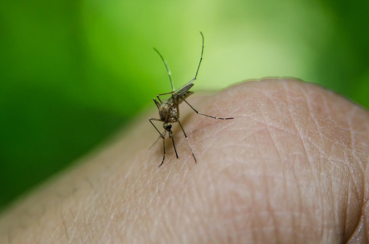 malaria photo