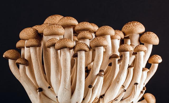 Photo by stevepb spores photo