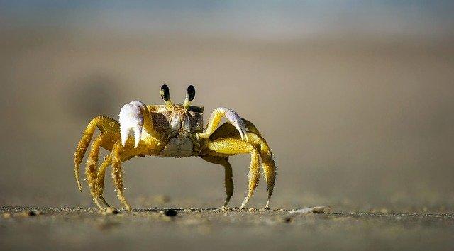 Photo by 12019 crab photo