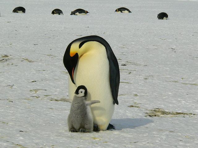 Photo by MemoryCatcher penguin photo