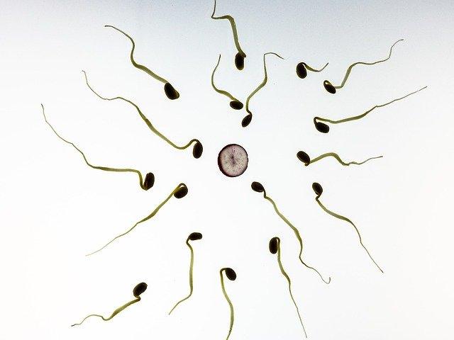 sperms photo